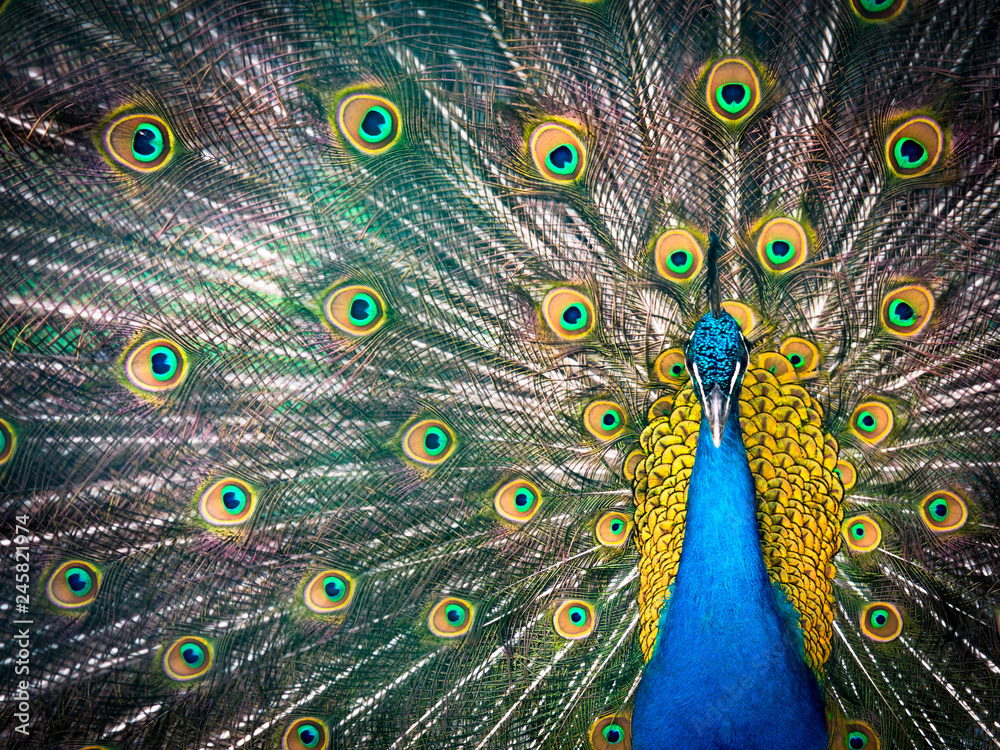 Obraz premium Colorful peacock and its magnificent tail.