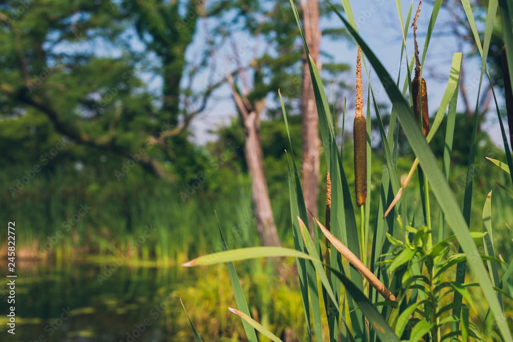 Fototapeta premium cattails na mokradłach
