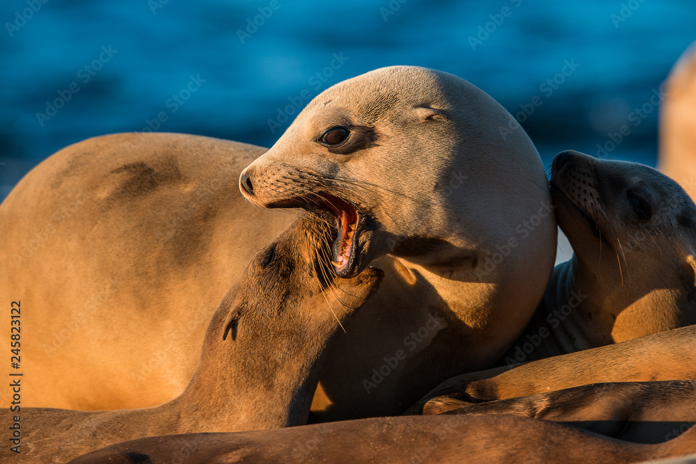 Fototapeta premium California Sea Lion, San Diego California 