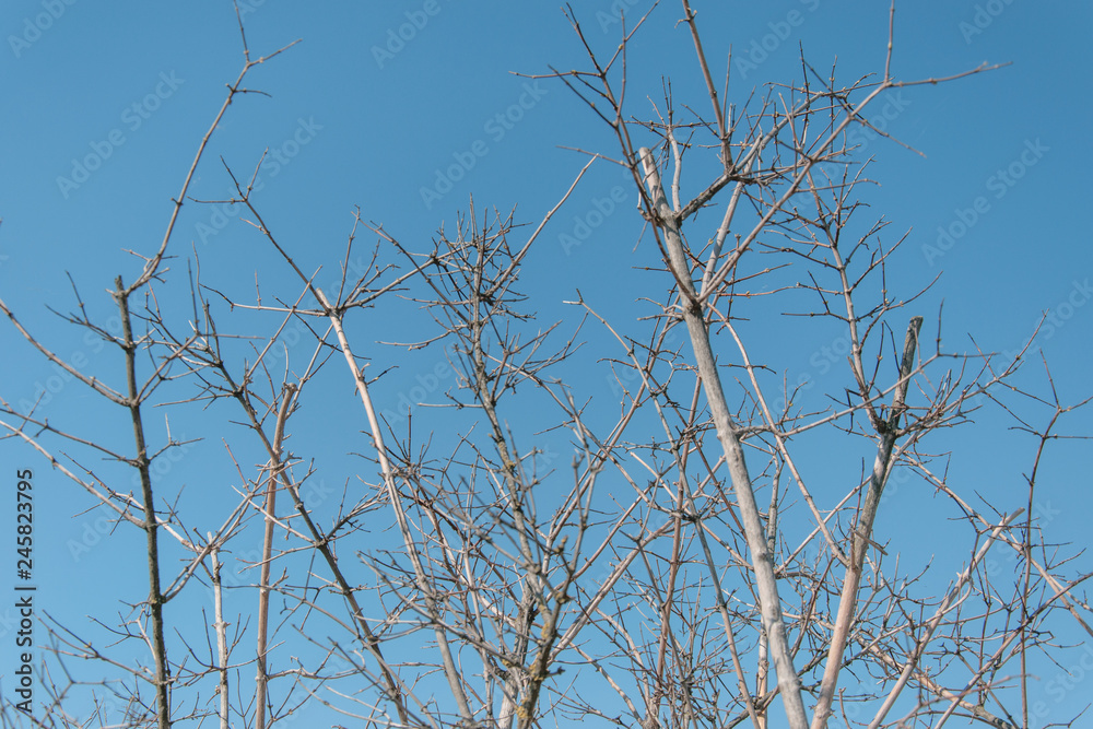 Naked tree branches against the sky. Naked tree branches against the sky.