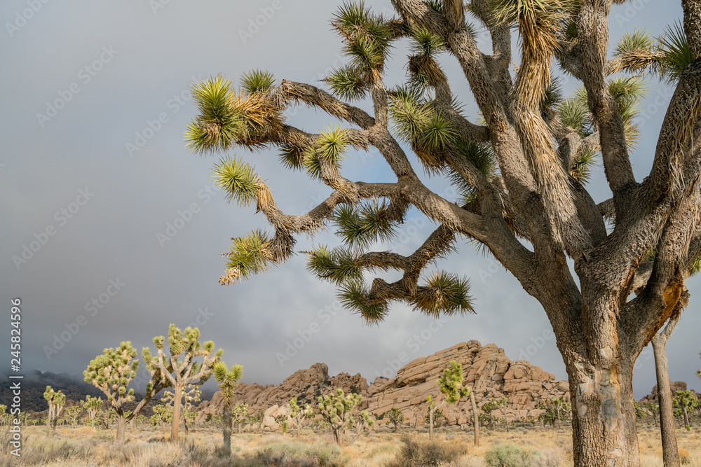 Beautiful landscape with Joshua tree, mountain, rocks Beautiful landscape with Joshua tree, mountain, rocks