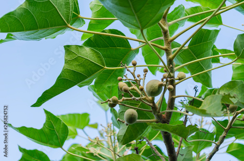 Candlenut Tree With Young Fruits
