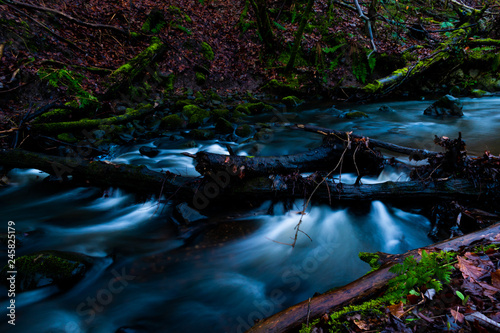 Fototapeta Naklejka Na Ścianę i Meble -  stream in forest