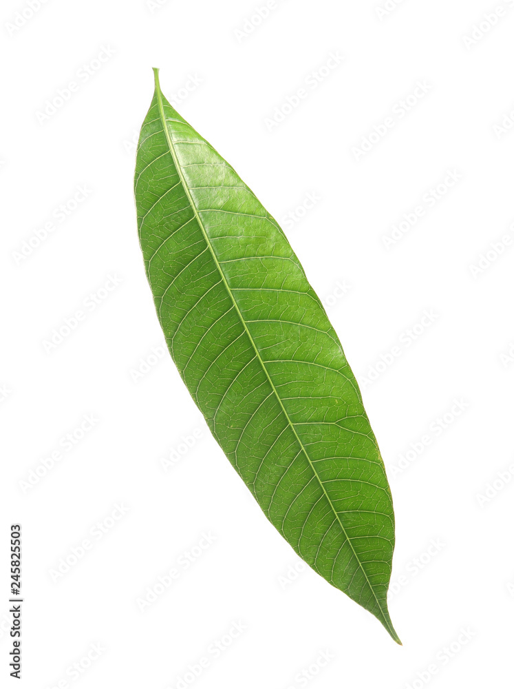 Obraz premium Fresh green mango leaf on white background