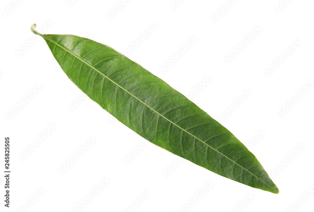 Obraz premium Fresh green mango leaf on white background