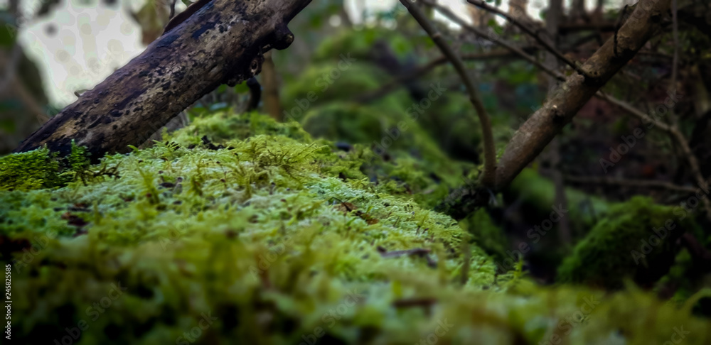 moss on the tree