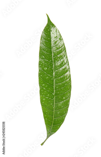 Green mango leaf with water drops on white background