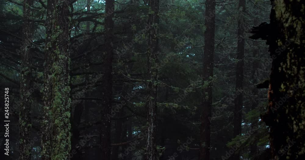Deep forest trees shake in heavy wind rain and fog