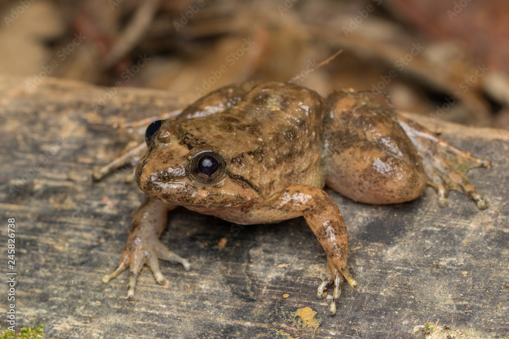 Fototapeta premium Macro image frog on green leaf in Sabah, Borneo - Philautus Amoenus (Kamboranga Bush frog)