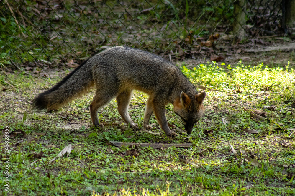 Gray fox Gray fox