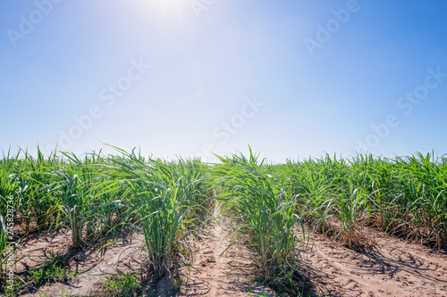 Sugarcane field in bright sun, planted in rows, blue sky, Bundaberg, Queensland, Australia