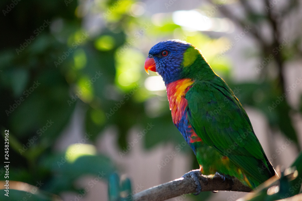 colourful rainbow lorikeet parrot on a branch