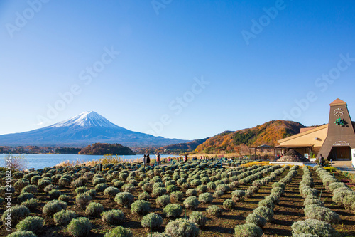 富士山と大石公園