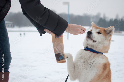 The akita inu dog gives high five on winter background