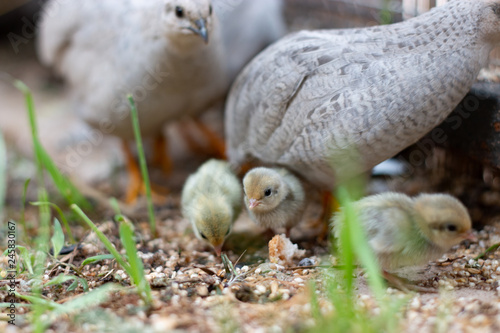 silver king quail baby new baby life