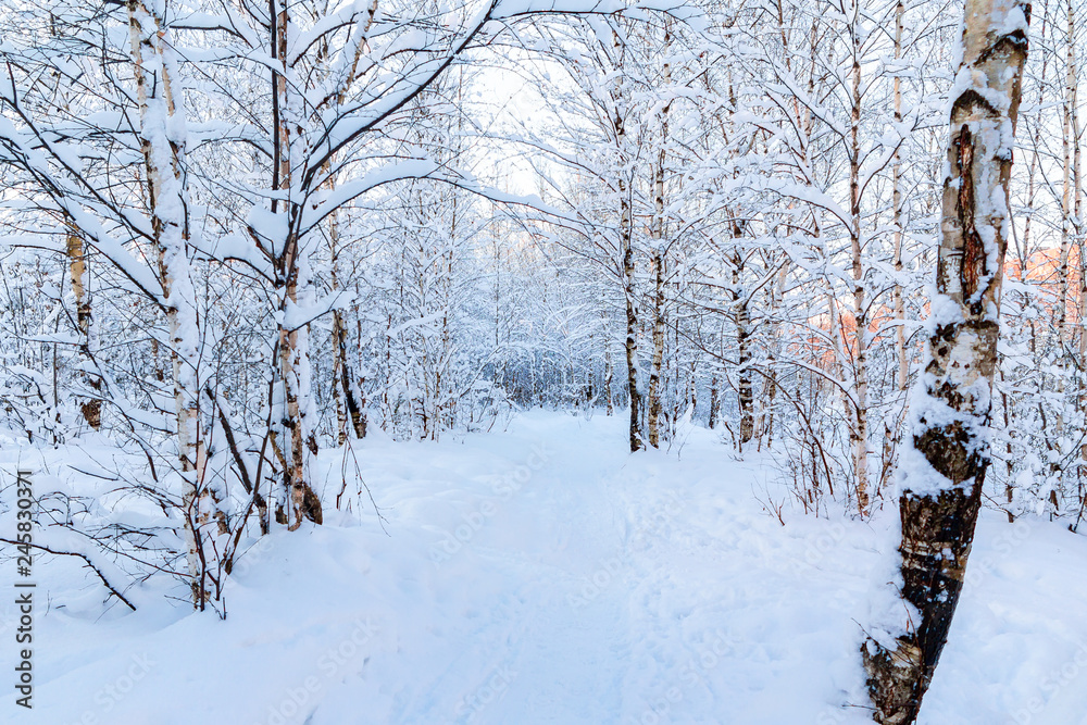 Snow-covered tree branches in the winter forest against the blue sky in the sunset light Snow-covered tree branches in the winter forest against the blue sky in the sunset light