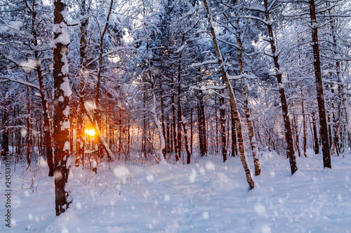 Beautiful sunset in the winter snowy forest. Sun's rays make their way through the trees