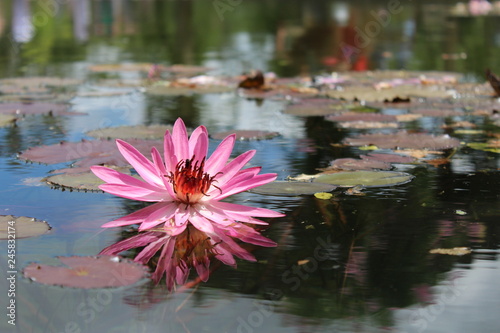 pink water lily in pond