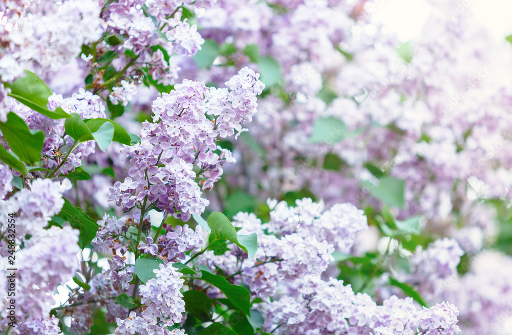 Blooming violet purple lilac bush at spring time with sunlight. Blossoming pink and violet lilac flowers. Spring season, nature background