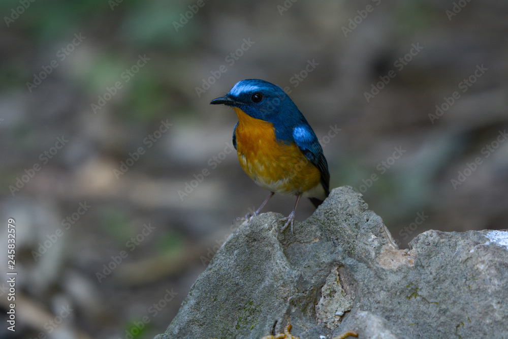 Chinese Blue Flycatcher, Beautiful bird in Thailand.