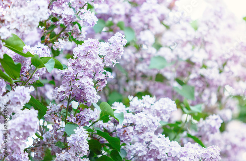 Blooming violet purple lilac bush at spring time with sunlight. Blossoming pink and violet lilac flowers. Spring season, nature background © Natali