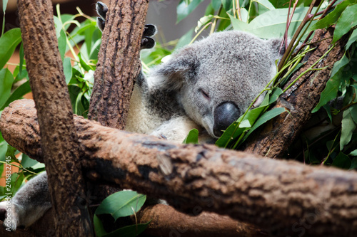 Fototapeta Naklejka Na Ścianę i Meble -  sleeping koala bear