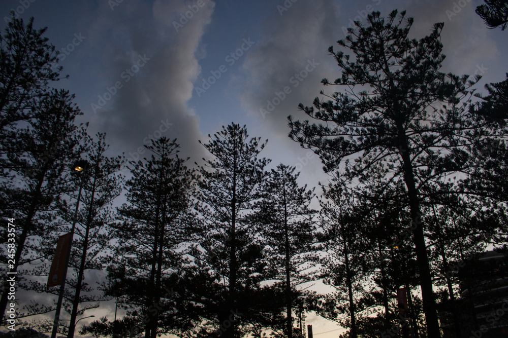 Pine Trees silhouette dawn sky