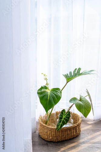 Collection of green leaves plant in glass vases in rattan wooden basket on wo...
