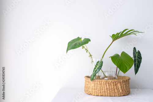 Collection of green leaves plant in glass vases in rattan wooden basket on wo...