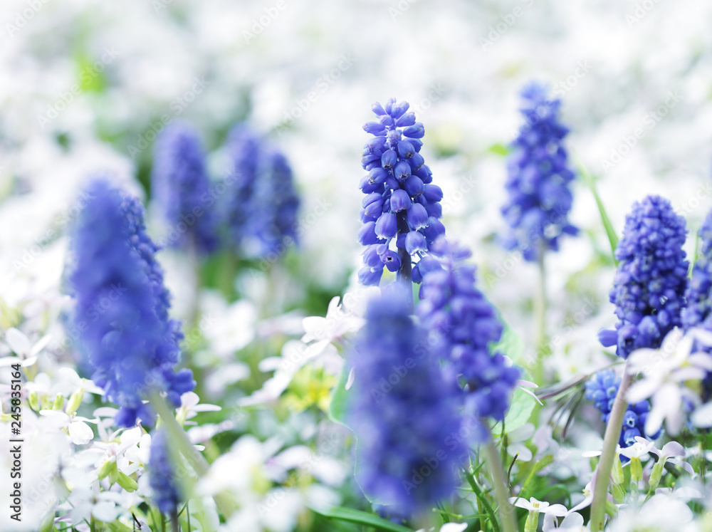 Blossom lilac flower in a beautiful day Blossom lilac flower in a beautiful day