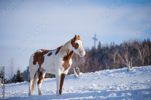 Calm Chestnut Paint Horse Standing in the Snow in Winter 