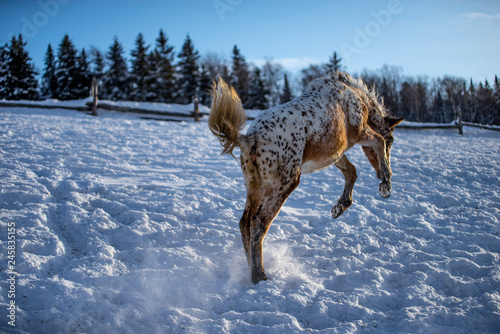Appaloosa Horse Foal Jumping in the Snow in Quebec Canada