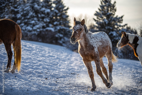 Running Appaloosa Horse Foal in the Snow