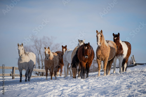Many Beautiful Horses in Winter Lanscape