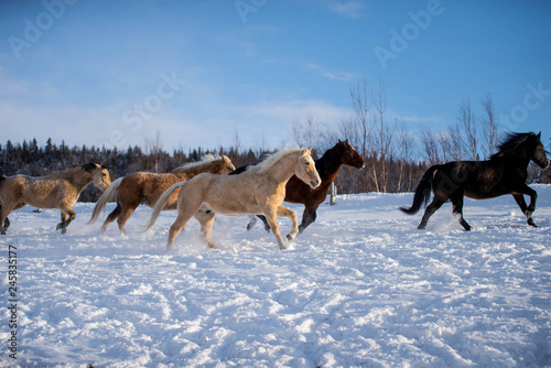 Beautiful Horses Running in the Snow in Quebec Canada