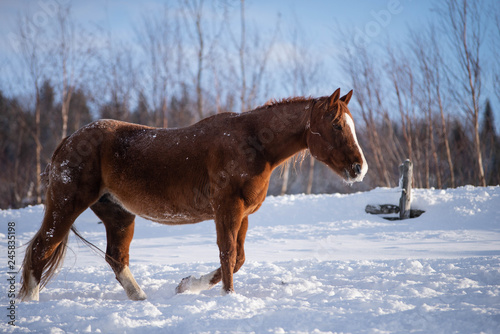 Walking Chestnut Horse in Winter