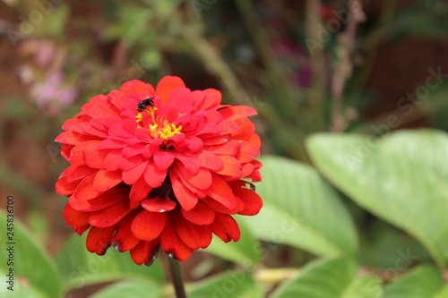 red flower