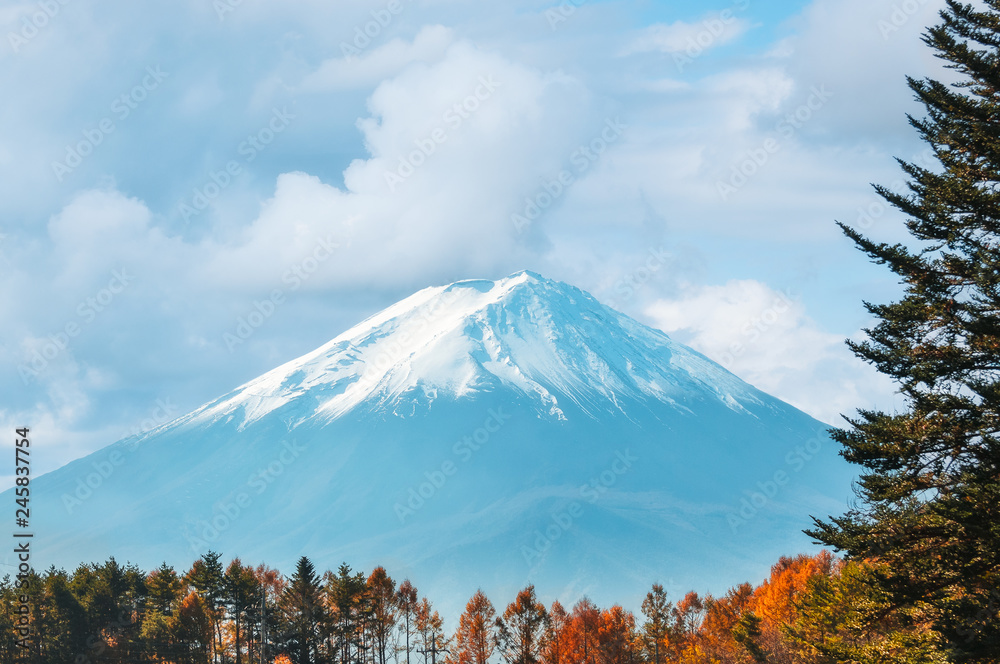 Mount Fuji View with the legendary snow cap and forest trees in the foreground from Fujikawaguchiko, a Japanese resort town at the northern foothills of Mount Fuji.