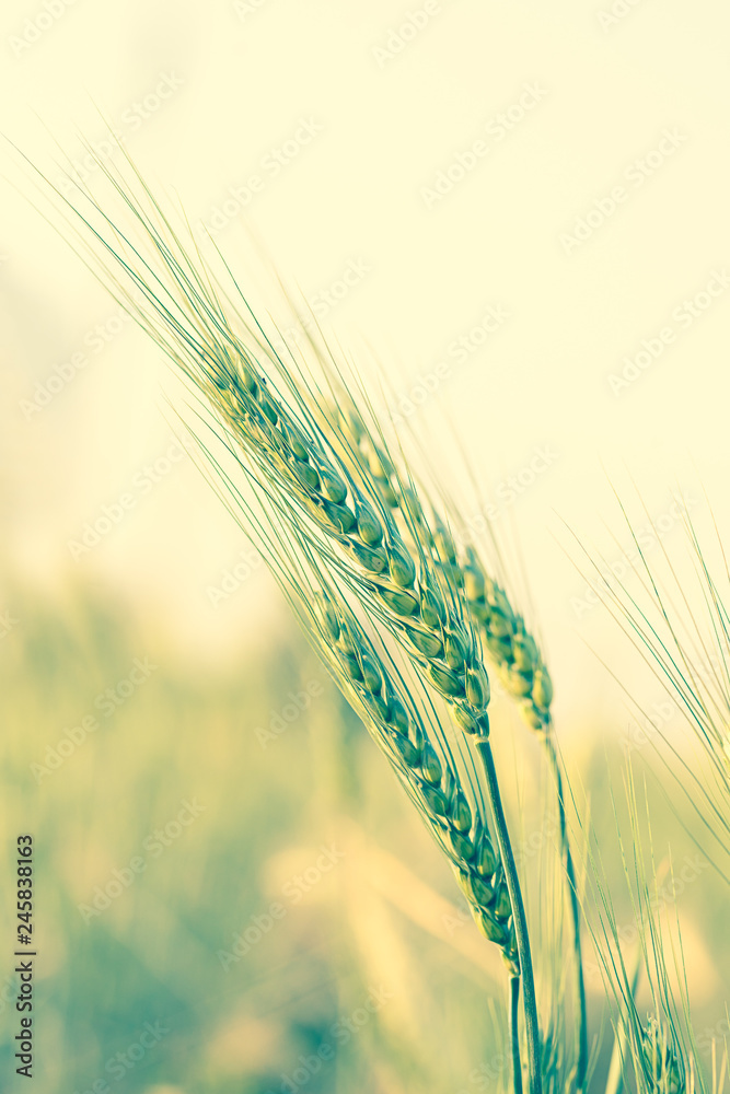 Barley grain hardy cereal growing in field Barley grain hardy cereal growing in field
