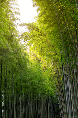 Low angle view image of bamboo forest in Arashiyama, Japan