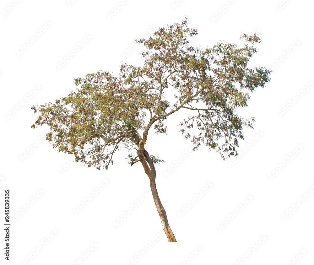 tree isolate on white background
