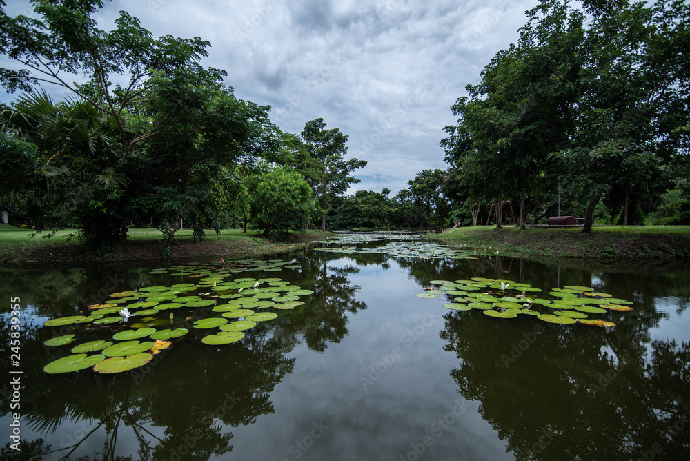 Fototapeta premium lake in the park near Hua Hin