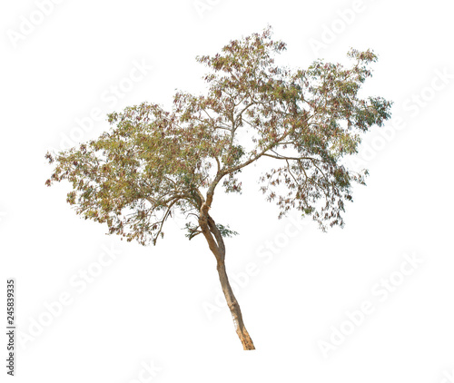 Obraz na płótnie tree isolate on white background w salonie