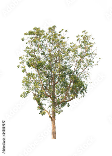 Obraz na płótnie tree isolate on white background w salonie