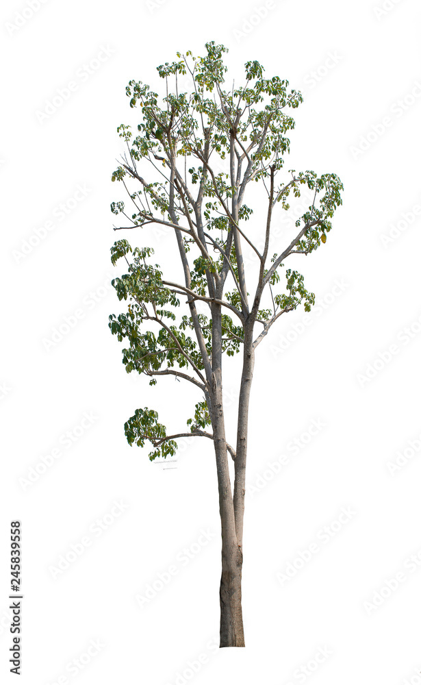 tree isolate on white background