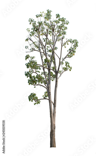Obraz na płótnie tree isolate on white background w salonie