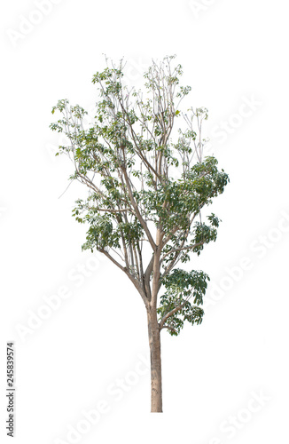 Obraz na płótnie tree isolate on white background w salonie