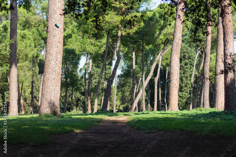 Fototapeta premium Garden Path