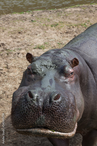 Muddy Hippo Face