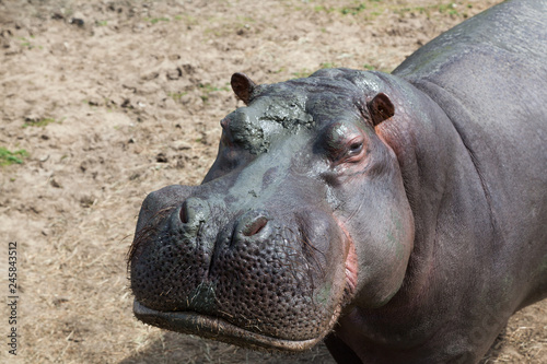 Muddy Hippo Face